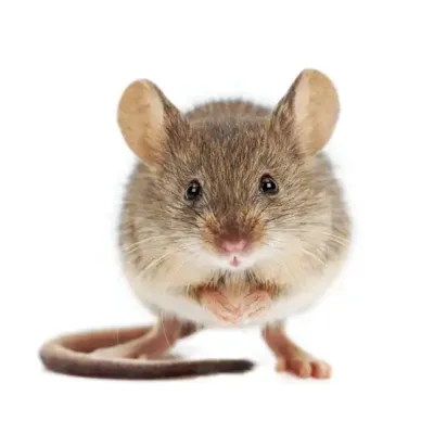 house-mice