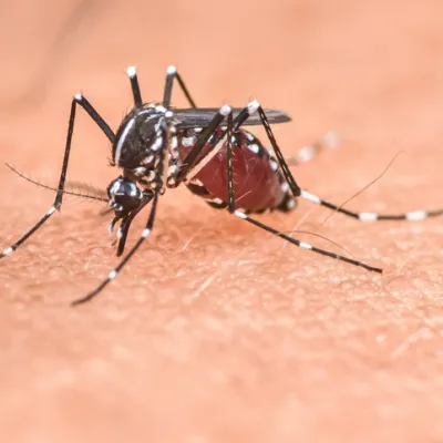 mosquito-service-summary