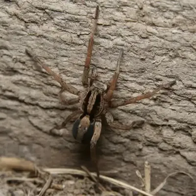wolf-spider