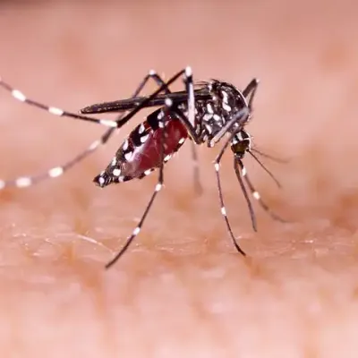 yellow-fever-mosquito