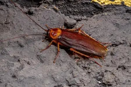 american-roach