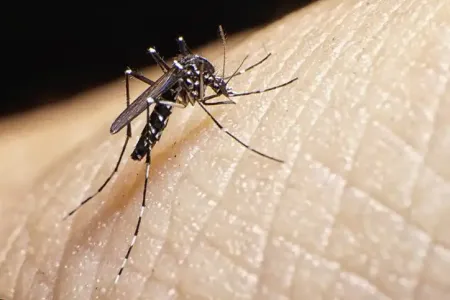 asian-tiger-mosquito