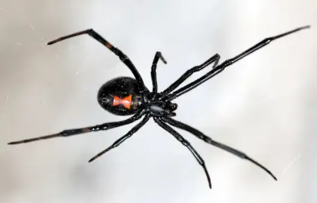 black-widow-spider