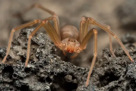 brown-recluse-spider
