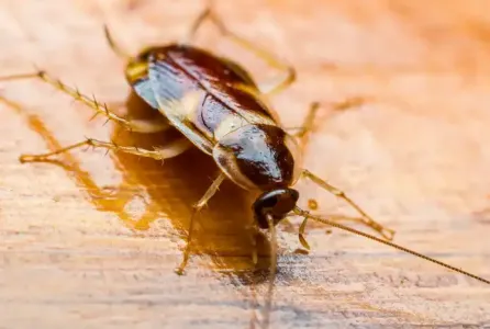 brownbanded-roach