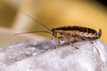 german-cockroach