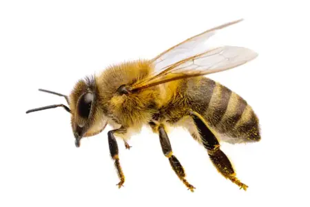 honey-bee