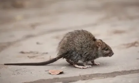 roof-rats