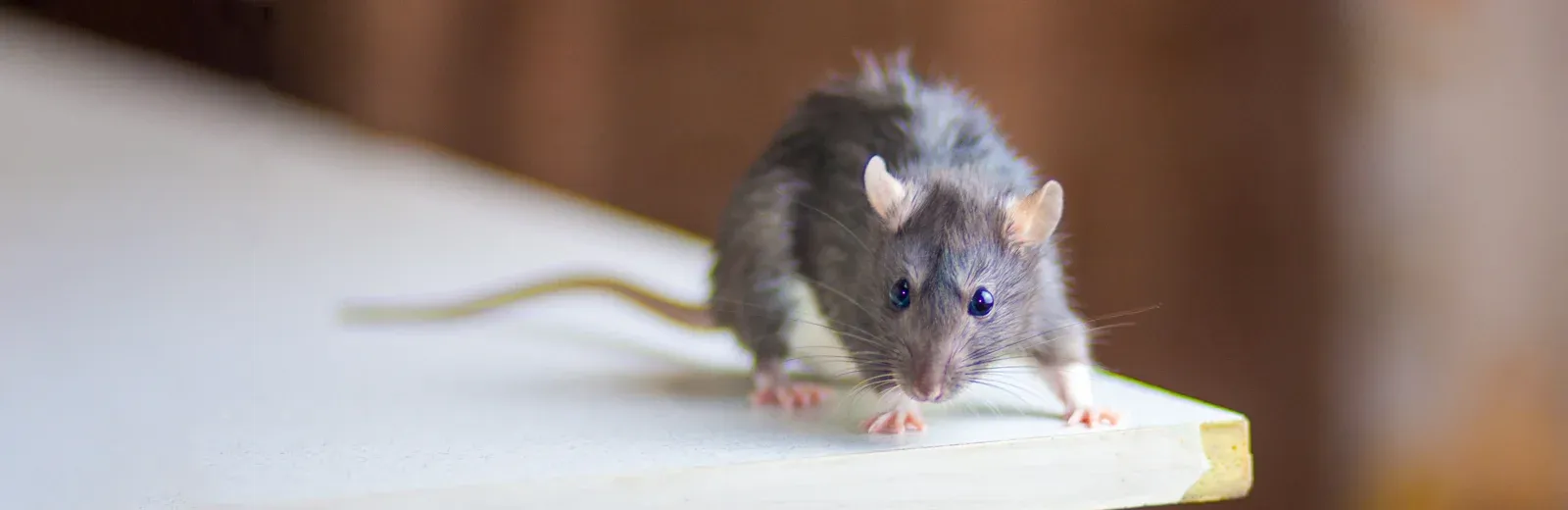 mouse in a kitchen