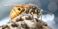 Eastern Yellowjacket (Vespula maculifrons)