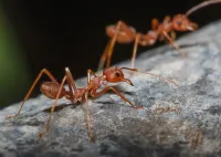 red-imported-fre-ants
