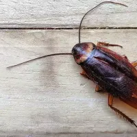 cockroaches in richmond, va