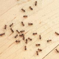 ants_in_kitchen