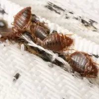 bed-bug