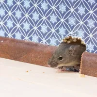 rodent-in-home