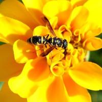 wasp