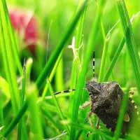 stink bug on grass