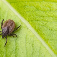 tick
