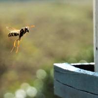 wasp approaching bird box