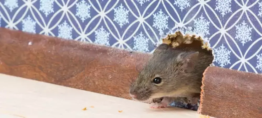 rodent-in-home