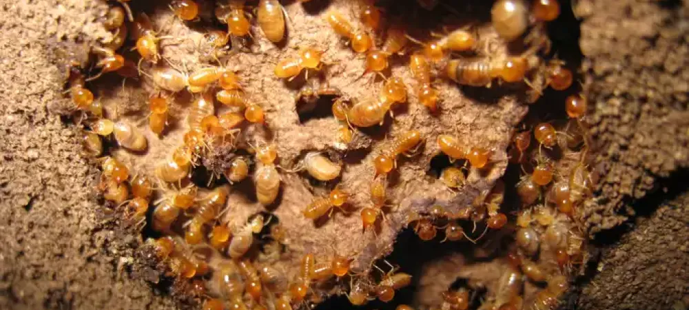 termite swarm in Richmond, VA