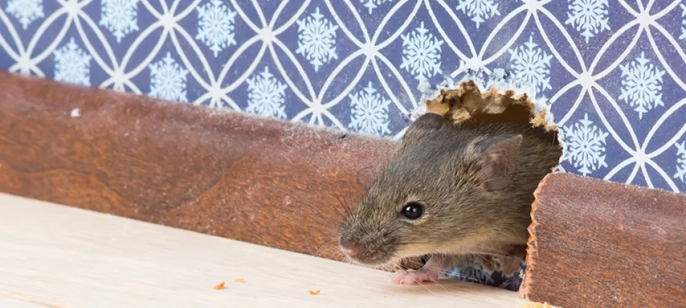 rodent