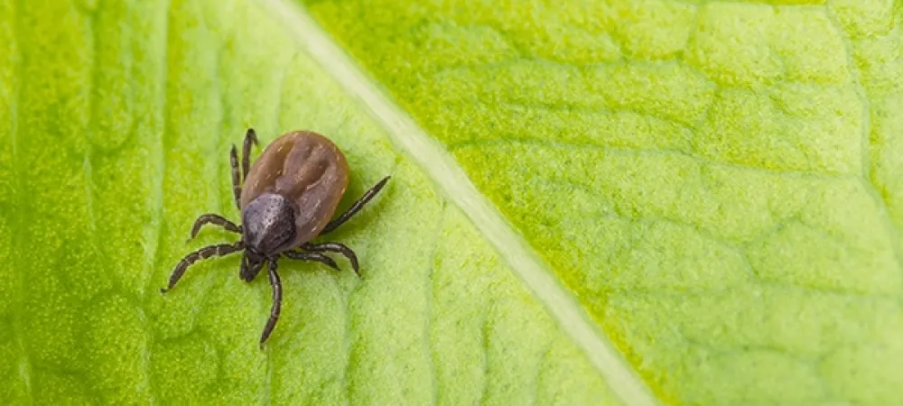 tick
