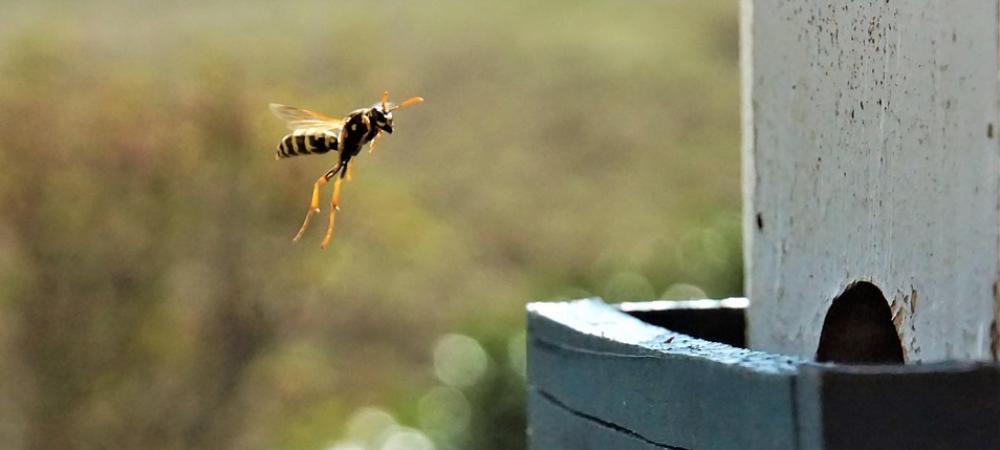 wasp approaching bird box