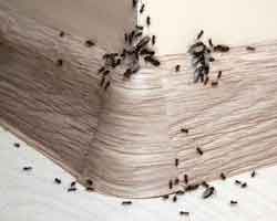 ants crawling - Pest Solutions in Midlothian | Expert Pest Removal & Treatment Services