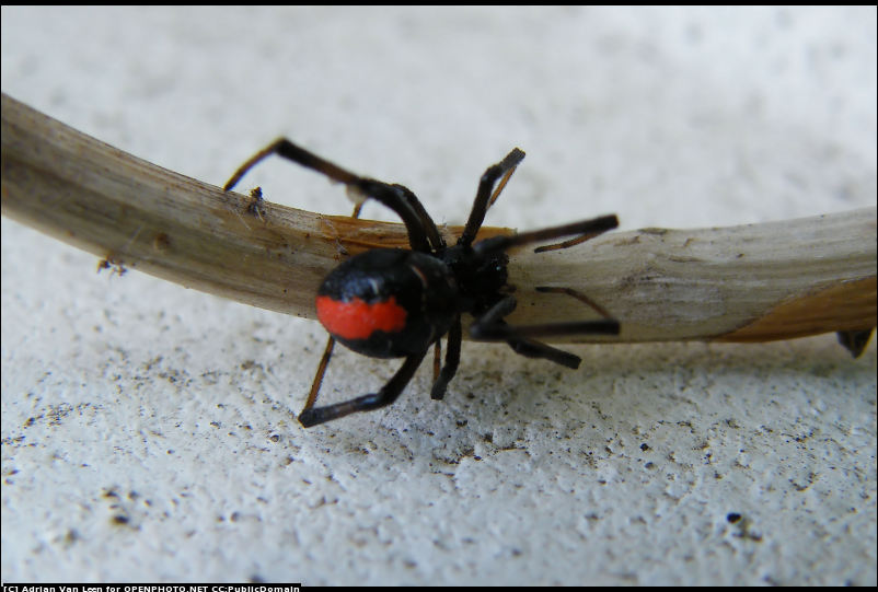 black widow spider close up