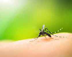 mosquito on skin - Pest Solutions in Midlothian | Expert Pest Removal & Treatment Services