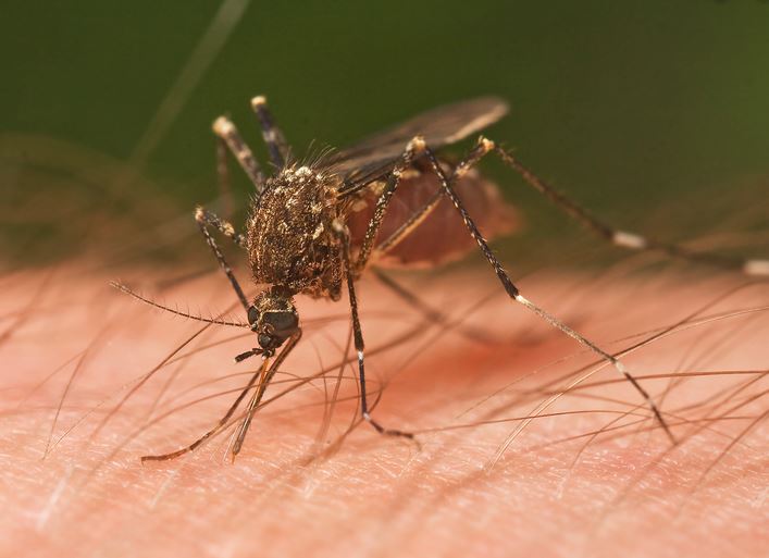 mosquito biting human