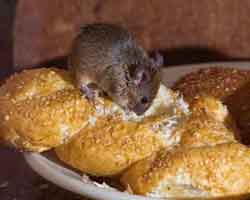 mouse eating bread - Pest Solutions in Midlothian | Expert Pest Removal & Treatment Services