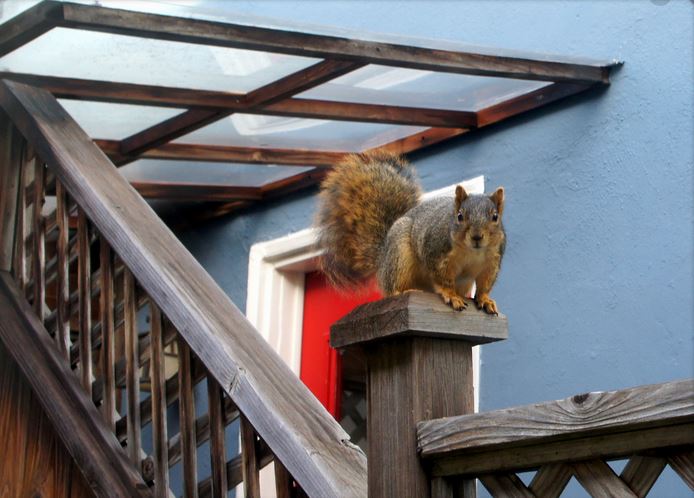 squirrel - Pest Solutions | Expert Pest Removal & Treatment Services