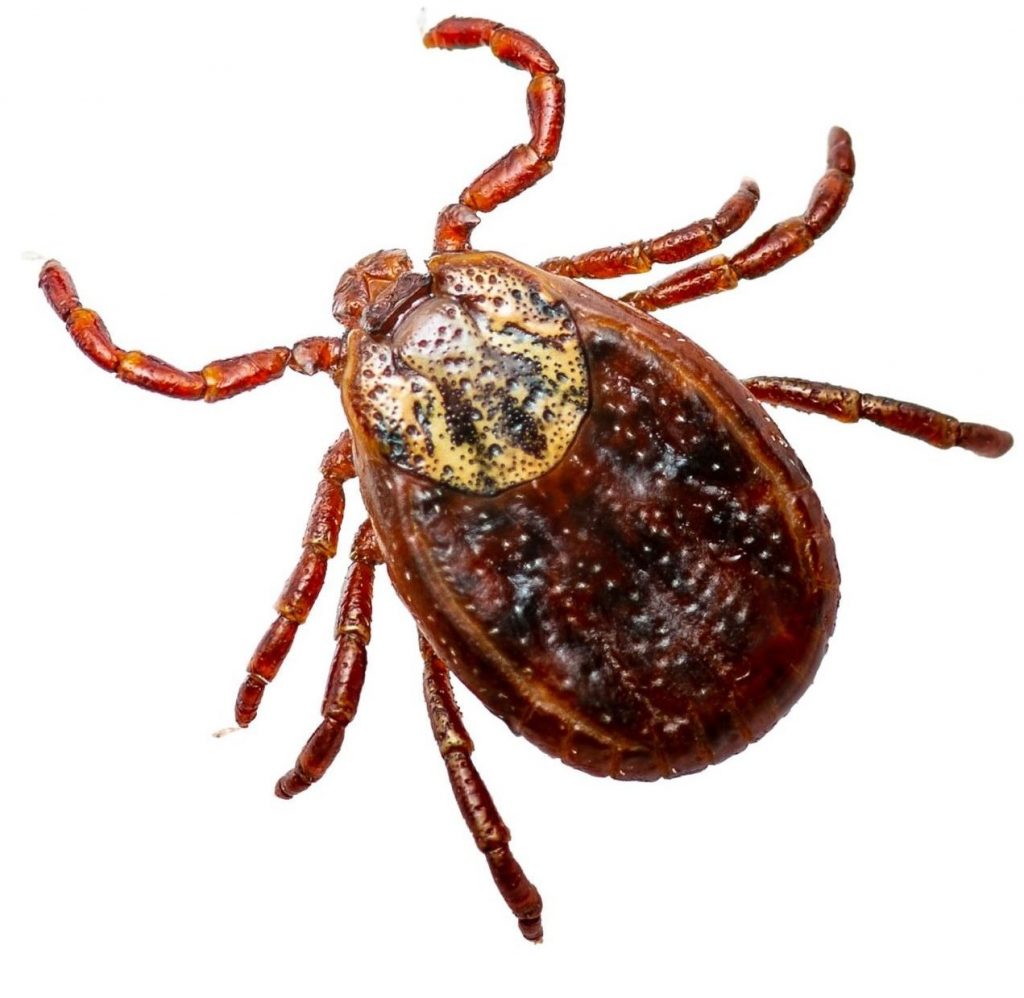 Tick Extermination Company - Pest Solutions | Expert Pest Removal & Treatment Services