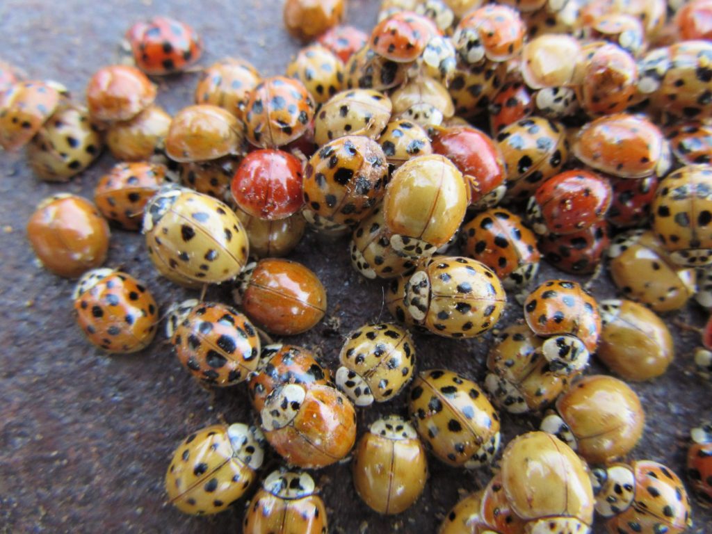 Ladybug Control Company - Pest Solutions | Expert Pest Removal & Treatment Services