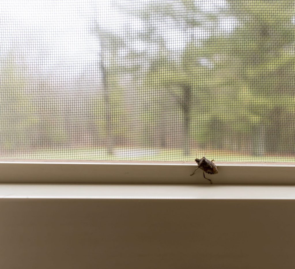 Stinkbugs Removal Services - Pest Solutions | Expert Pest Removal & Treatment Services
