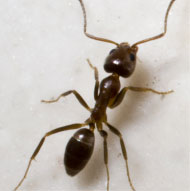 Argentine Ants - Pest Solutions | Expert Pest Removal & Treatment Services