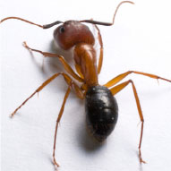 Carpenter Ants - Pest Solutions | Expert Pest Removal & Treatment Services