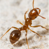 Red Imported Fire Ants - Pest Solutions | Expert Pest Removal & Treatment Services