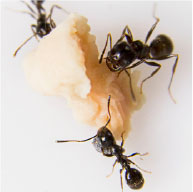 Odorous House Ants - Pest Solutions | Expert Pest Removal & Treatment Services