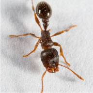 Pavement Ants - Pest Solutions | Expert Pest Removal & Treatment Services