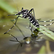 Asian Tiger Mosquito Removal Company - Pest Solutions | Expert Pest Removal & Treatment Services
