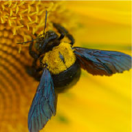 Carpenter Bee Control Company - Pest Solutions | Expert Pest Removal & Treatment Services