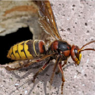 European Hornet Control Company - Pest Solutions | Expert Pest Removal & Treatment Services