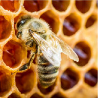 Honey Bees Control Company - Pest Solutions | Expert Pest Removal & Treatment Services