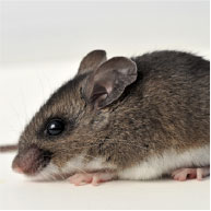 Deer Mouse Control Company - Pest Solutions | Expert Pest Removal & Treatment Services
