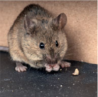 House Mouse Control Company - Pest Solutions | Expert Pest Removal & Treatment Services