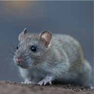 Norway Rat control Company - Pest Solutions | Expert Pest Removal & Treatment Services