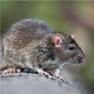 Roof Rat Control Company - Pest Solutions | Expert Pest Removal & Treatment Services